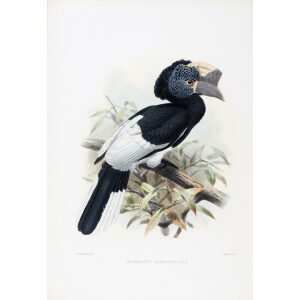 Bucanistes subquadratus Plate 028 Print artist: Johannes Gerardus Keulemans. Daniel Giraud Elliot - Family of the Hornbills. Giclee Print by Heritage Prints.