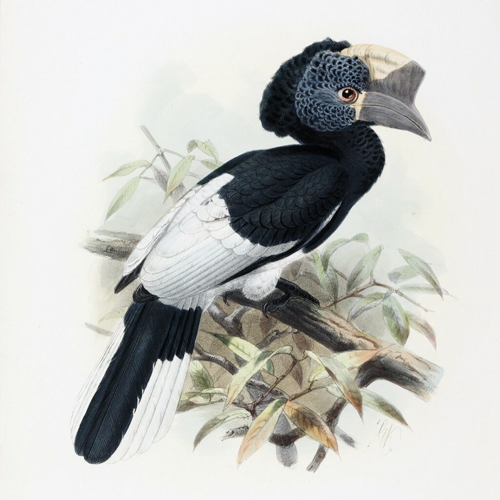 Complete Set Family of the Hornbills Johannes Gerardus Keulemans. Daniel Giraud Elliot - Family of the Hornbills. Giclee Print by Heritage Prints.