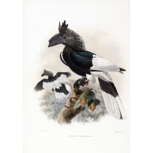 Bucanistes subcylindricus Plate 029 Print artist: Johannes Gerardus Keulemans. Daniel Giraud Elliot - Family of the Hornbills. Giclee Print by Heritage Prints.