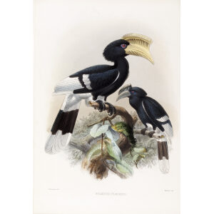 Bycanistes cylindricus Plate 030 Print artist: Johannes Gerardus Keulemans. Daniel Giraud Elliot - Family of the Hornbills. Giclee Print by Heritage Prints.