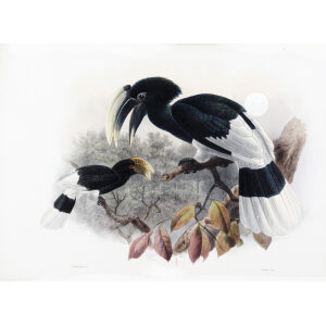 Bucanistes albotibialis Plate 931 Print artist: Johannes Gerardus Keulemans. Daniel Giraud Elliot - Family of the Hornbills. Giclee Print by Heritage Prints.