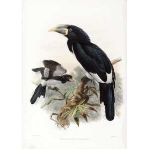 Pholidophalus fistulator Plate 032 Print artist: Johannes Gerardus Keulemans. Daniel Giraud Elliot - Family of the Hornbills. Giclee Print by Heritage Prints.