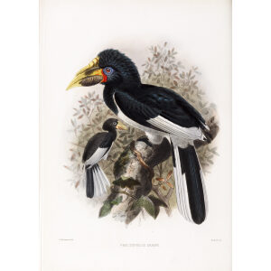 Pholidophalus sharpii Plate 033 Print artist: Johannes Gerardus Keulemans. Daniel Giraud Elliot - Family of the Hornbills. Giclee Print by Heritage Prints.