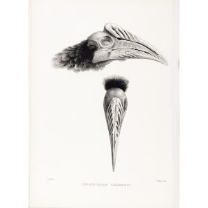 Pholidophalus casuarinus Plate 034 Print artist: Joseph Smit. Daniel Giraud Elliot - Family of the Hornbills. Giclee Print by Heritage Prints.