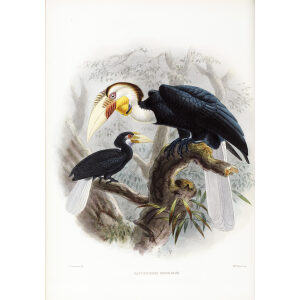 Rhytidoceros undalatus Plate 035 Print artist: Johannes Gerardus Keulemans. Daniel Giraud Elliot - Family of the Hornbills. Giclee Print by Heritage Prints.