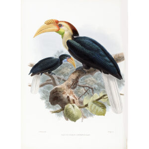 Rhitidoceros subruficollis Plate 036 Print artist: Johannes Gerardus Keulemans. Daniel Giraud Elliot - Family of the Hornbills. Giclee Print by Heritage Prints.