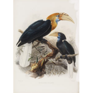 Rhytodoceros plicatus Plate 037 Print artist: Johannes Gerardus Keulemans. Daniel Giraud Elliot - Family of the Hornbills. Giclee Print by Heritage Prints.