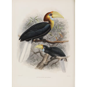 Rhytudiceris narcondami Plate 038 Print artist: Johannes Gerardus Keulemans. Daniel Giraud Elliot - Family of the Hornbills. Giclee Print by Heritage Prints.