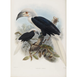 Anorrhinus comatus Plate 039 Print artist: Johannes Gerardus Keulemans. Daniel Giraud Elliot - Family of the Hornbills. Giclee Print by Heritage Prints.