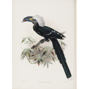 Anorrhinus albocristatus Plate 040 Print artist: Johannes Gerardus Keulemans. Daniel Giraud Elliot - Family of the Hornbills. Giclee Print by Heritage Prints.