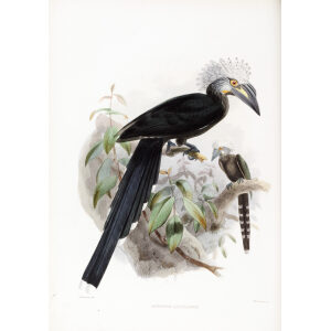 Anorrinus leucolophus Plate 041 Print artist: Johannes Gerardus Keulemans. Daniel Giraud Elliot - Family of the Hornbills. Giclee Print by Heritage Prints.