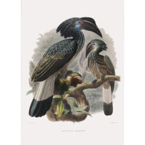 Annorhinus galetritus Plate 042 Print artist: Johannes Gerardus Keulemans. Daniel Giraud Elliot - Family of the Hornbills. Giclee Print by Heritage Prints.