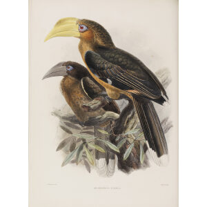 Anorrhinus tickelli Plate 043 Print artist: Johannes Gerardus Keulemans. Daniel Giraud Elliot - Family of the Hornbills. Giclee Print by Heritage Prints.