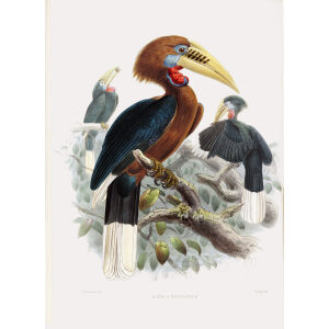 Aceros nepalensis Plate 045 Print artist: Johannes Gerardus Keulemans. Daniel Giraud Elliot - Family of the Hornbills. Giclee Print by Heritage Prints.