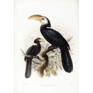 Hydrocissa exarrhata Plate 046 Print artist: Johannes Gerardus Keulemans. Daniel Giraud Elliot - Family of the Hornbills. Giclee Print by Heritage Prints.