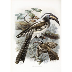 Lophoceros nasutus Plate 047 Print artist: Johannes Gerardus Keulemans. Daniel Giraud Elliot - Family of the Hornbills. Giclee Print by Heritage Prints.