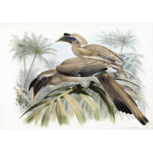 Lophoceros birostris Plate 048 Print artist: Johannes Gerardus Keulemans. Daniel Giraud Elliot - Family of the Hornbills. Giclee Print by Heritage Prints.