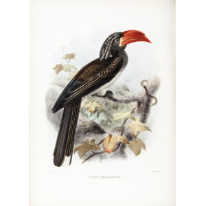 Tockus melanoceucus Plate 049 Print artist: Johannes Gerardus Keulemans. Daniel Giraud Elliot - Family of the Hornbills. Giclee Print by Heritage Prints.