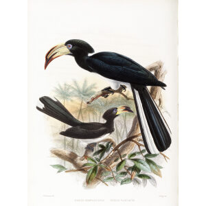 Tockus fasciatus Plate 051 Print artist: Johannes Gerardus Keulemans. Daniel Giraud Elliot - Family of the Hornbills. Giclee Print by Heritage Prints.