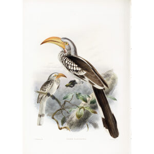 Tockus flavirostris Plate 051 Print artist: Johannes Gerardus Keulemans. Daniel Giraud Elliot - Family of the Hornbills. Giclee Print by Heritage Prints.