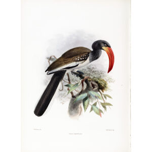 Tockus monteiri Plate 053 Print artist: Johannes Gerardus Keulemans. Daniel Giraud Elliot - Family of the Hornbills. Giclee Print by Heritage Prints.