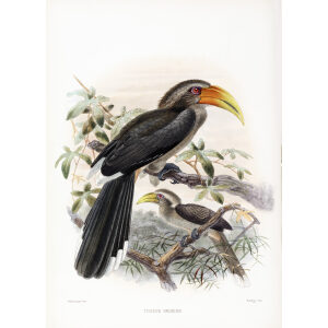 Tockus griseus Plate 054 Print artist: Johannes Gerardus Keulemans. Daniel Giraud Elliot - Family of the Hornbills. Giclee Print by Heritage Prints.