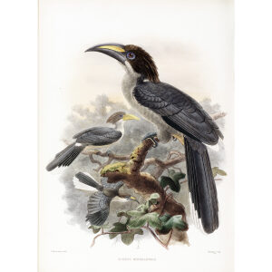 Tockus gingalensis Plate 055 Print artist: Johannes Gerardus Keulemans. Daniel Giraud Elliot - Family of the Hornbills. Giclee Print by Heritage Prints.