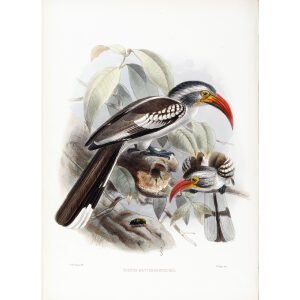 Tockus erythrorhynchus Plate 056 Print artist: Johannes Gerardus Keulemans. Daniel Giraud Elliot - Family of the Hornbills. Giclee Print by Heritage Prints.