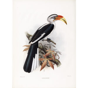 Tockus deckeni Plate 057 Print artist: Johannes Gerardus Keulemans. Daniel Giraud Elliot - Family of the Hornbills. Giclee Print by Heritage Prints.