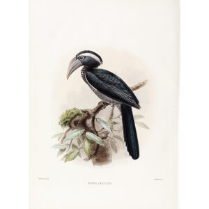 Kockus harlaubi Plate 058. Print artist: Johannes Gerardus Keulemans. Daniel Giraud Elliot - Family of the Hornbills. Giclee Print by Heritage Prints.