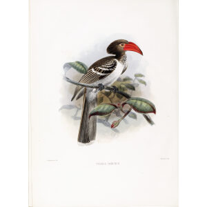 Tockus camurus Plate 059. Print artist: Johannes Gerardus Keulemans. Daniel Giraud Elliot - Family of the Hornbills. Giclee Print by Heritage Prints.