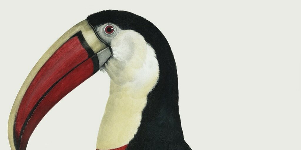 Levaillant - Toucans - Le Toucan. François Levaillant and Jacques Barraband collaborated on the world’s best-known natural history work