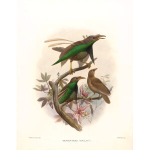 Wallaces Standardwing Plate 017. A Monograph of the Paradiseidae, or Birds of Paradise