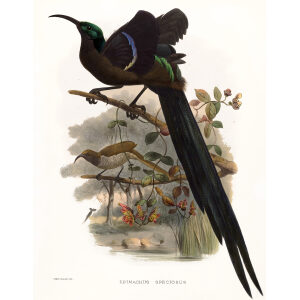 Great Sickle-bill bird Plate 018. A Monograph of the Paradiseidae, or Birds of Paradise