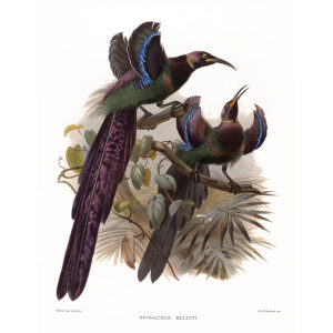 Elliot's Sicklebill Plate 019. A Monograph of the Paradiseidae, or Birds of Paradise. Heritage Prints. Museum-quality giclee print