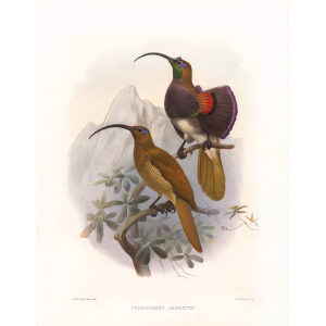 D'Albertis Bird of Paradise Plate 020. A Monograph of the Paradiseidae, or Birds of Paradise