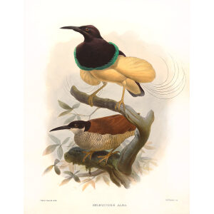 Twelve-wire Paradise Bird Plate 021. A Monograph of the Paradiseidae, or Birds of Paradise