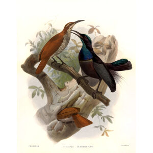 Magnificent Riflebird Plate 022. A Monograph of the Paradiseidae, or Birds of Paradise