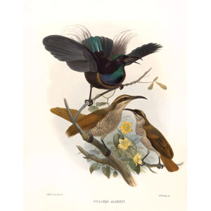 Prince Albert's Riflebird Plate 023. A Monograph of the Paradiseidae, or Birds of Paradise. Heritage Prints. Museum-quality giclee print