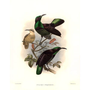 Victorias Riflebird Plate 024. A Monograph of the Paradiseidae, or Birds of Paradise