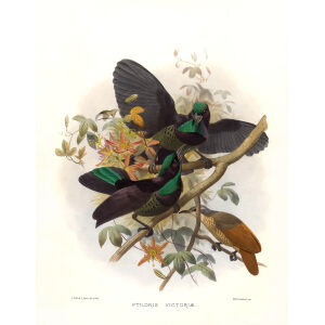 Victorias Riflebird Plate 025. A Monograph of the Paradiseidae, or Birds of Paradise