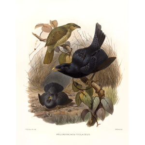 Satin Bowerbird Plate 027. A Monograph of the Paradiseidae, or Birds of Paradise