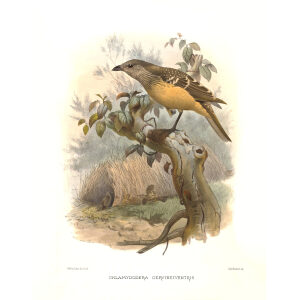 Buff breasted Bowerbird Plate 031. A Monograph of the Paradiseidae, or Birds of Paradise