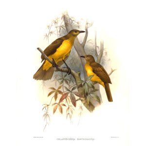 Yellow breasted Bowerbird Plate 032. A Monograph of the Paradiseidae, or Birds of Paradise