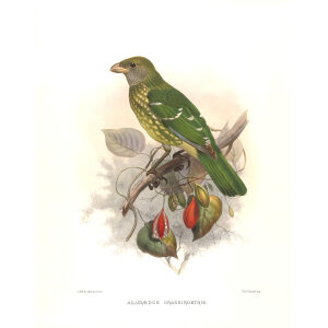 Green Catbird Plate 033. A Monograph of the Paradiseidae, or Birds of Paradise