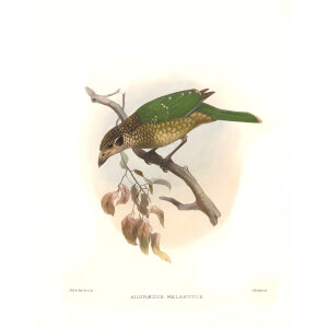 Spotted Catbird Plate 034. A Monograph of the Paradiseidae, or Birds of Paradise