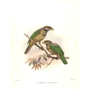 White eared Catbird Plate 035. A Monograph of the Paradiseidae, or Birds of Paradise