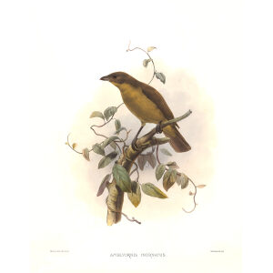 Vogelkop Bowerbird Plate 036. A Monograph of the Paradiseidae, or Birds of Paradise