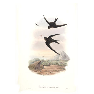 Palm Roof Swift. John Gould. Birds of Asia Vol 1. Giclee Print