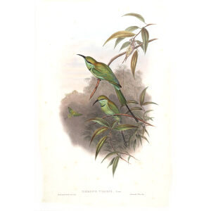 Hurrial Bee eater. John Gould. Birds of Asia Vol 1. Giclee Print